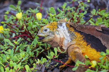Galapagos land iguana eating flowers on South Plaza Island, Galapagos National Park, Ecuador