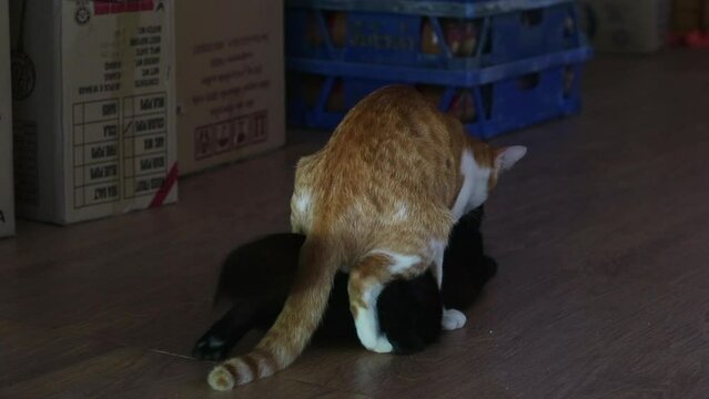 the ginger cat making love to white cat