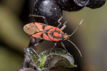Spilostethus furcula bug walking on a plant. High quality photo