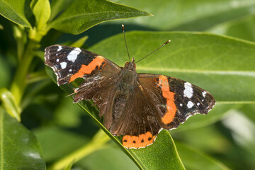 Spoiled red admiral butterfly, Vanessa atalanta, posed on a tree leaf. High quality photo