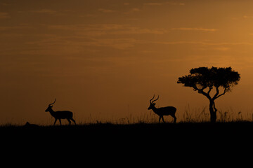 Fototapeta na wymiar Deer at Sunset