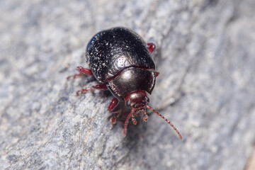 Chrysolina bankii walking on a rock under the sun. High quality photo