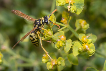 Polistes dominula wasp climbing a green plant. High quality photo