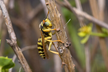 Polistes dominula wasp climbing up a twig. High quality photo