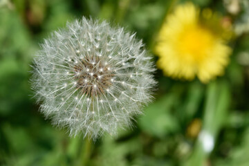 Fototapeta premium たんぽぽの綿毛