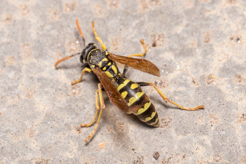 Dying Polistes dominula wasp walks on a concrete floor. High quality photo