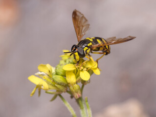 Chrysotoxum intermedium hoverfly on a yellow flower. High quality photo