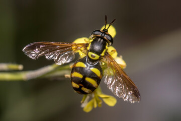 Chrysotoxum intermedium hoverfly on a yellow flower. High quality photo