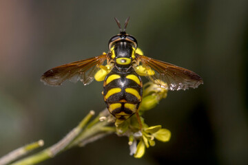 Chrysotoxum intermedium hoverfly on a yellow flower. High quality photo
