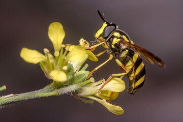 Chrysotoxum intermedium hoverfly on a yellow flower. High quality photo