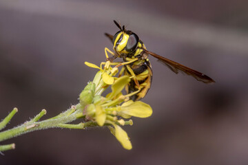 Chrysotoxum intermedium hoverfly on a yellow flower. High quality photo
