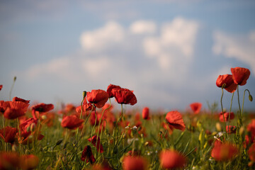Obraz premium Field with blooming poppies in summer. sky with dramatic clouds. Natural flowers in the wild field.