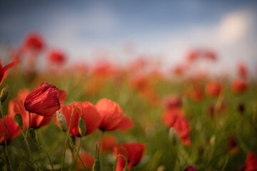 Field with blooming poppies in summer. sky with dramatic clouds. Natural flowers in the wild field.