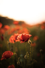 Red poppy flower in wild field. Evening mood with sunlight. natural flower in summer.