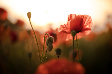 Red poppy flower in wild field. Evening mood with sunlight. natural flower in summer.