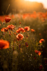 Obraz premium A field with poppies blooming everywhere in summer. Red flowered in the sunset. Evening mood with sunlight.