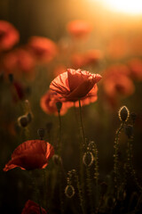 A field with poppies blooming everywhere in summer. Red flowered in the sunset. Evening mood with...