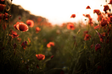 Fototapeta premium Field with blooming poppies in summer. Red flowered in the sunset. Natural flower in the wild field.