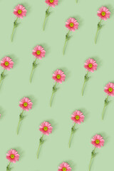 Trendy pattern with pink flowers on mint green color background. Summer time minimal concept. Chrysanthemum daisy blooming flower. Creative still life summer, floral geometric pattern, vertical