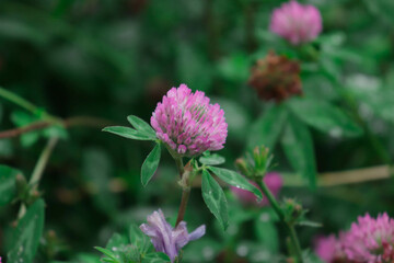 clover flower on a green meadow with clover