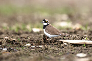 Little ringed plover seashore bird Charadrius dubius 