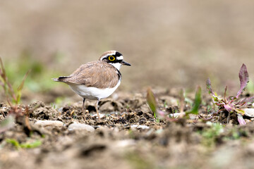 Little ringed plover seashore bird Charadrius dubius 