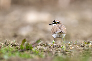 Little ringed plover bird Charadrius dubius