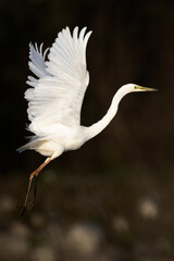 Great white egret Ardea alba spread wings and take off