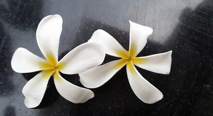 Fototapeta na wymiar closeup of white orchid flowers.