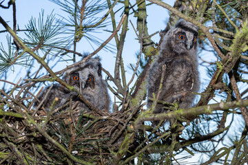 Young Long-eared Owls in the nest. Asio otus.