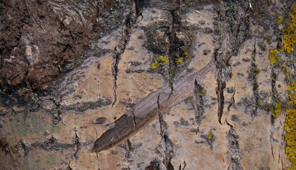 Rough surface of tree bark