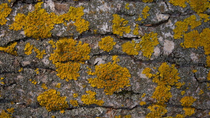 Rough surface of tree bark