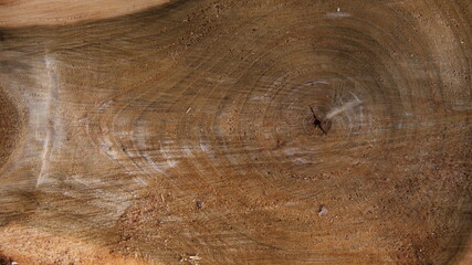 The surface of the cut tree