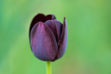 Single black tulip flower on blurred green background, with selective focus