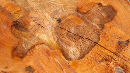 The surface of the cut tree