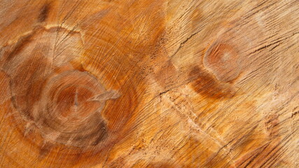 The surface of the cut tree