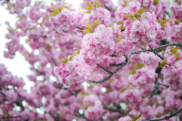 Beautiful pink sakura blossom in springtime