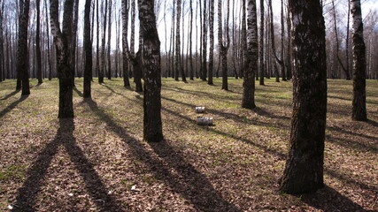 Trees with long shadows in the grove
