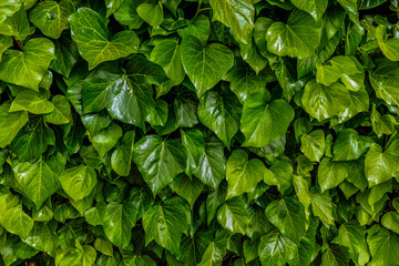 Fototapeta na wymiar green leaves background close up