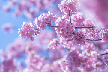 河津桜