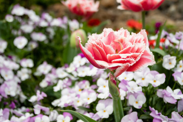 Fototapeta premium red flowers mixed with white