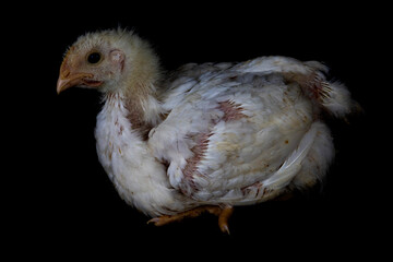3 week old broiler chicken isolated on black.