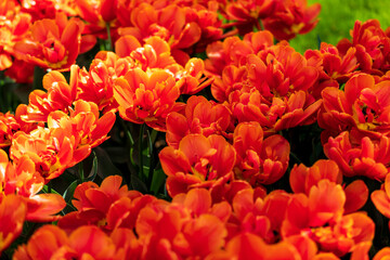 Tulip Garden Spring Flowers