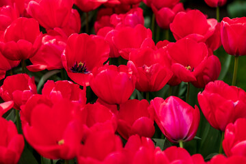 Tulip Garden Spring Flowers