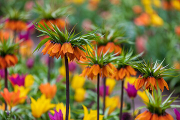 Tulip Garden Spring Flowers