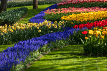 Tulip Garden Spring Flowers