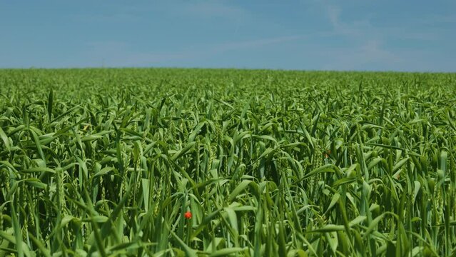 Green wheat ear in sown field blue sky background copyspace nature organic farming 4K background image