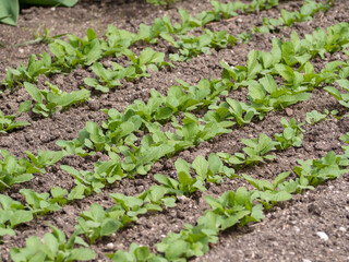 Green leaves of radish growing in the garden. Rows of vegetable crops on the black earth. Growing home-grown food