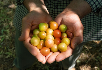 Plum fruit standing in farmer's palm