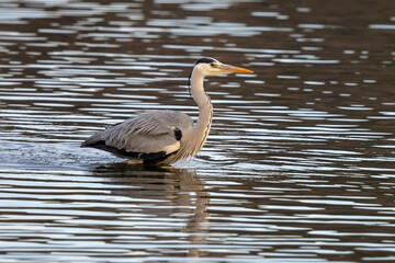 A blue heron is looking around the pond.